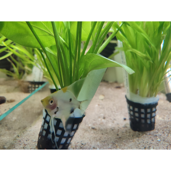 Skalar Koi Pterophyllum Scalare Var Koi