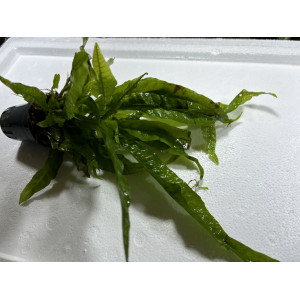 Microsorum pteropus 'Latifolia' [koszyk]