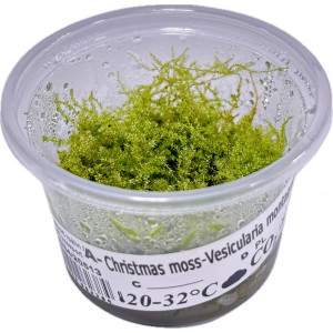 Mech Vesicularia montagnei 'Christmas Moss' [porcja in vitro 80 ml]