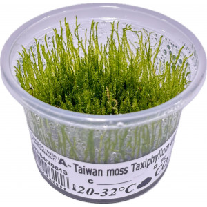 Mech Taxiphyllum alternans 'Taiwan Moss' [porcja in vitro 80 ml]