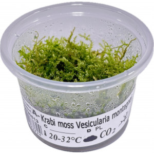 Mech Vesicularia montagnei 'Krabi Moss' [porcja in vitro 80 ml]