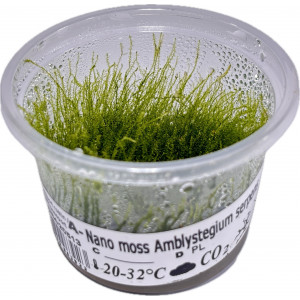 Mech Amblystegium serpens 'Nano Moss' [porcja in vitro 80 ml]