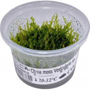 Mech Vesicularia sp. 'China Moss' [porcja in vitro 80 ml]