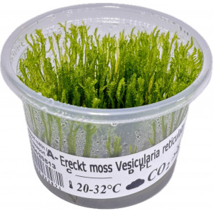 Mech Vesicularia reticulata 'Erect Moss' [porcja in vitro 80 ml]