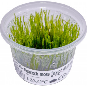 Mech Taxiphyllum sp. 'Peacock Moss' [porcja in vitro 80 ml]