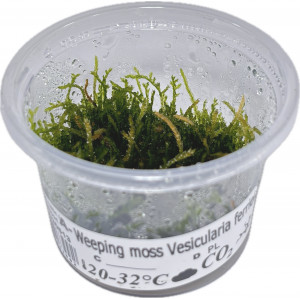 Mech Vesicularia farriei 'Weeping Moss' [porcja in vitro 80 ml]