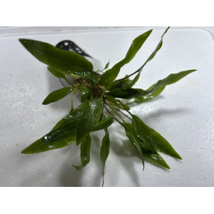 Cryptocoryne undulata 'Broad Leaf' [koszyk]