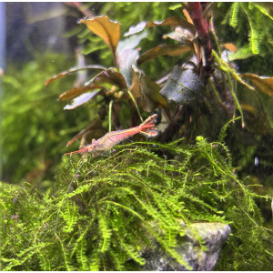 Krewetka Red Nose, Pinokio (Caridina gracilirostris)